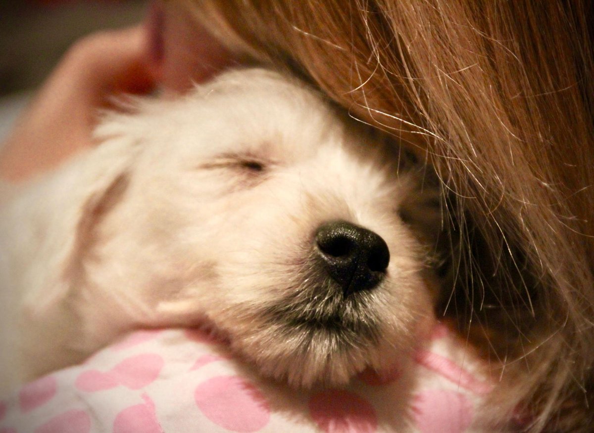 How Can You Tell If A Dog Likes You