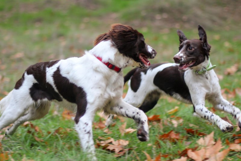 Jasper tops the table when it comes to Springer Spaniel names. It's a name thought to have originated in Persia, and means 'treasurer'.