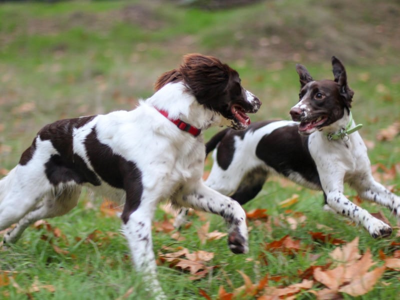 Jasper tops the table when it comes to Springer Spaniel names. It's a name thought to have originated in Persia, and means 'treasurer'.