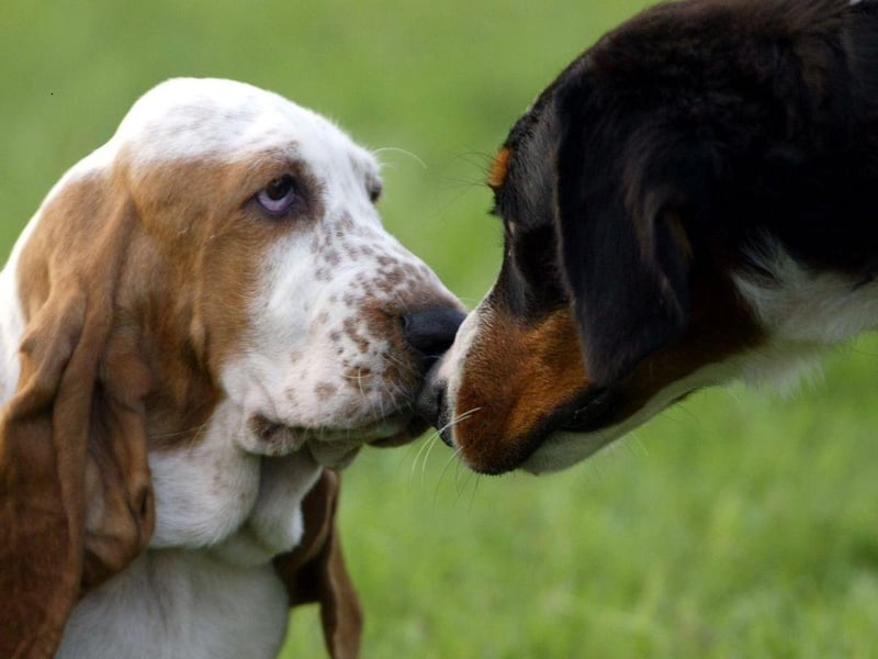Originally from France, the Basset Hound uses its long ears to sweep scent from the ground up to its super-sensitive nose. It also ingeniously uses the loose skin on its chin to trap a particular scent for reference.