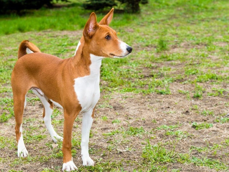 It's fair to say that the Basenji is a very unusual breed of dog. As well as not being particularly affectionate to its owners and completely ignoring strangers, it is also the only dog that doesn't bark - instead making an odd yodelling sound.