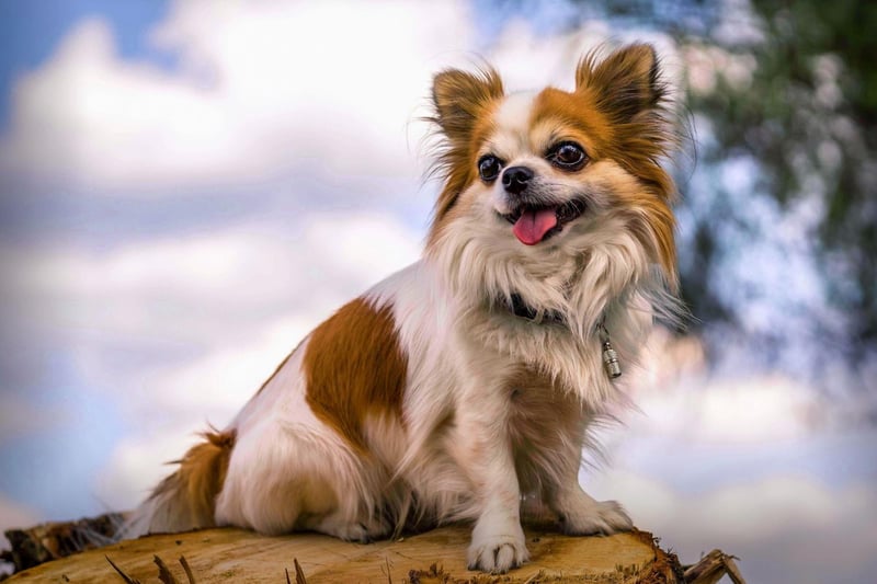 The Chihuahua is one of the world's smallest dogs and are pretty happy with their own company for long periods - as long as they can pop outside for toilet breaks. They also make surprisingly good watch dogs, with a volley of barks likely to greet any potential intruders.