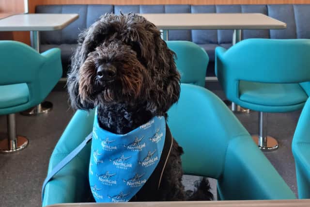 Archie in his Northlink Ferries bandana in the new dog-friendly lounge on board its MV Hamnavoe ferry from Scrabster to Stromness, Orkney. Pic: R Erskine