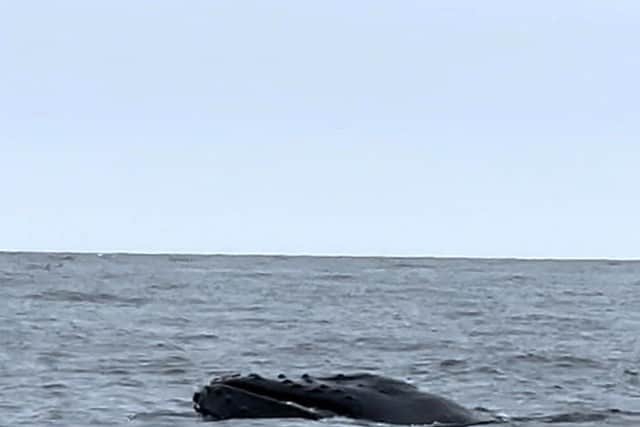 Another of the images of the whale captured by Simon Chapman