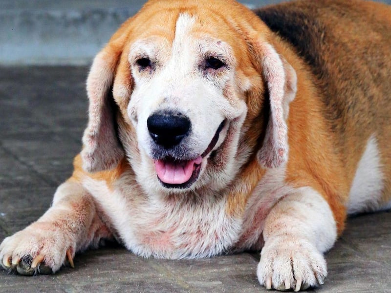 The oldest recorded Beagle was called Butch, from the USA, who lived until he was 28. More usually, Beagles can be expected to live for between 12 and 16 years.