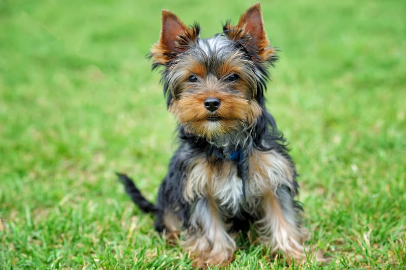 The Yorkshire Terrier scored well in all categories, only missing out on top spot because they can be slightly too energetic for long lies on a Sunday.