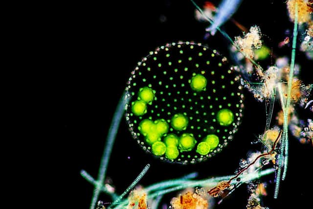 When Fish Begin To Crawl, 'a multi-media meditation on the climate crisis and humanity's relationship with nature, will be staged as part of the Edinburgh Science Festival in April. Picture: Sinhyu
