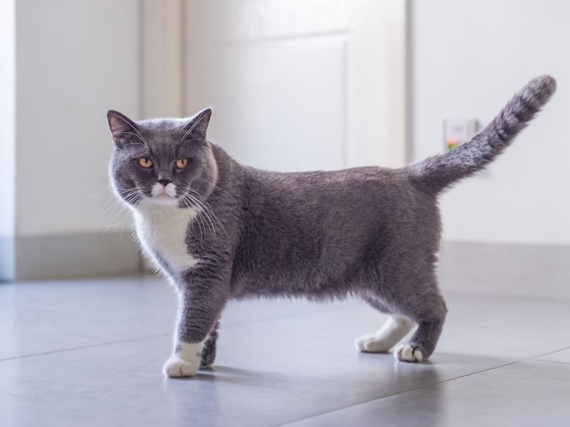 One of the most popular cat breeds in the UK is the British Shorthair, which can come in a range of colours and are friendly companions who love a cuddle. You can expect to pay around £1,029 for British Shorthair kitten.