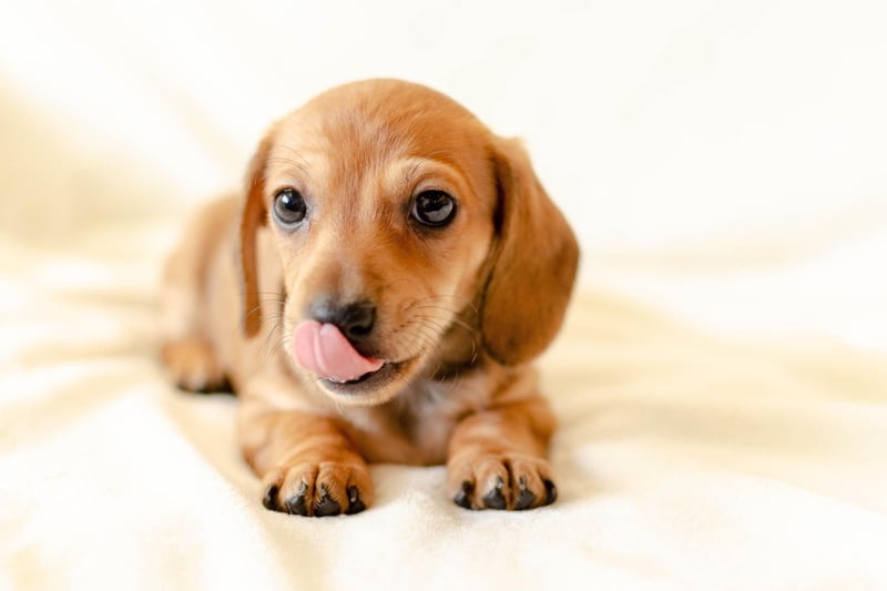 The third most expensive pup is the cute Miniature Dachshund, with an average price tag of £2,537.