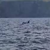 David King films pair of orca swimming just off the coast of Eyemouth picture: David King