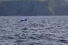 David King films pair of orca swimming just off the coast of Eyemouth picture: David King