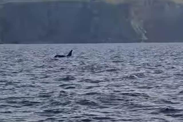 David King films pair of orca swimming just off the coast of Eyemouth picture: David King