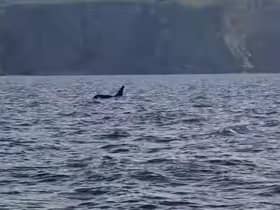 David King films pair of orca swimming just off the coast of Eyemouth picture: David King