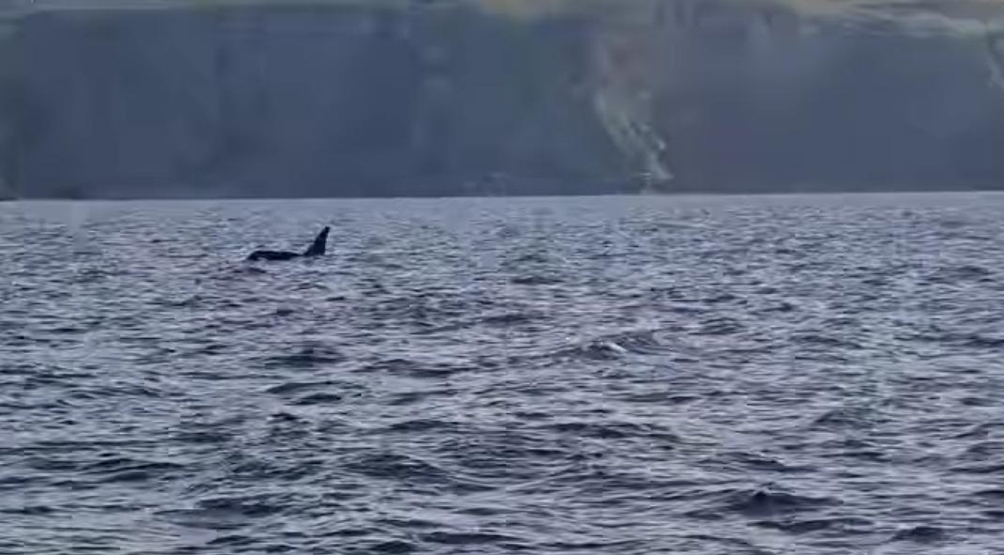 Whales In Scotland Watch Orcas Spotted Swimming Off St Abb S Head Near Eyemouth The Scotsman