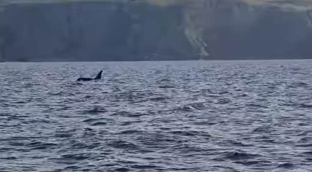 David King films pair of orca swimming just off the coast of Eyemouth picture: David King