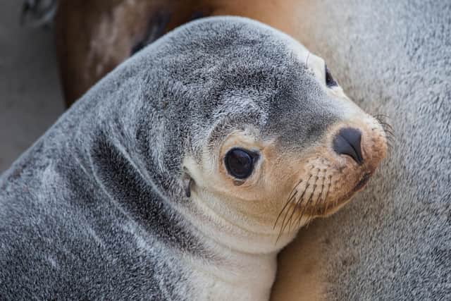 One of the residents of Seal Bay Conservation Park. Picture: Jake Wundersitz/South Australian Tourism Commission.
