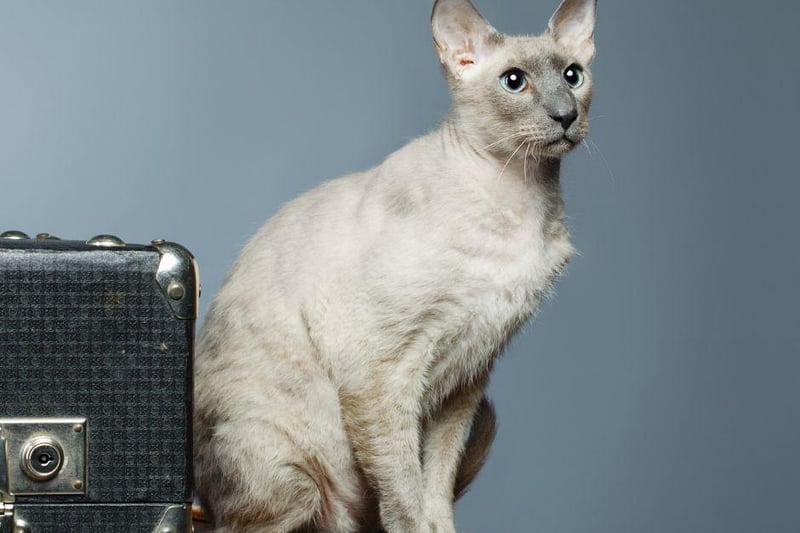 While a Peterbald cat breed can have variations in its coat length, they do not shed a great deal of it with many being completely bald. Look at how gorgeous they are too!