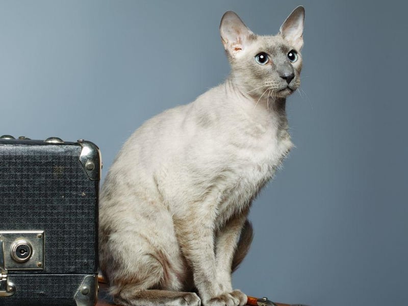 While a Peterbald cat breed can have variations in its coat length, they do not shed a great deal of it with many being completely bald. Look at how gorgeous they are too!