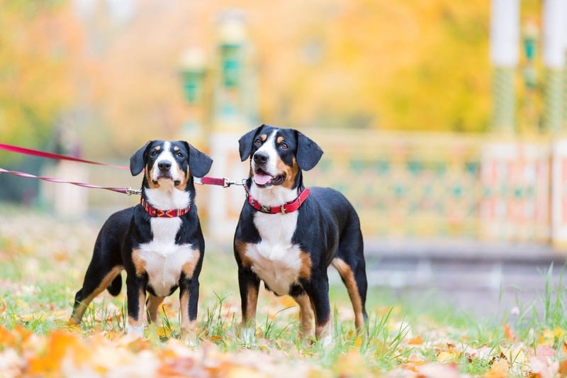 Only recognised as a distinct breed in the 20th century, the Entlebucher Mountain Dog has highly-distinct patches of black, brown, and white. It's larger cousin the Greater Swiss Mountain dog has similar patternation.