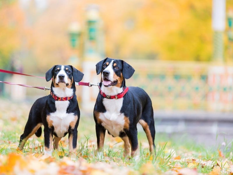 Only recognised as a distinct breed in the 20th century, the Entlebucher Mountain Dog has highly-distinct patches of black, brown, and white. It's larger cousin the Greater Swiss Mountain dog has similar patternation.