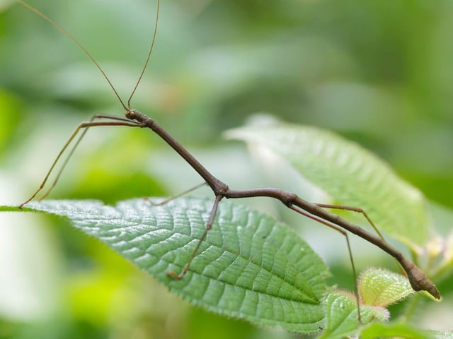 From stick insects and giant cockroaches, to bees and beetles, 0.3 per cent of us willingly share our homes with pet insects.