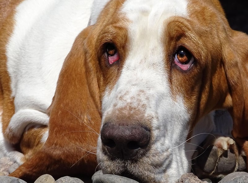 KIng of the moochers, the Bassett Hound will stare mournfully at you until you share your lunch. It's particularly important not to overfeed them though, as weight gain can cause serious joint and back issues. Make sure they have a good range of chewy toys to keep them busy and their minds off food.