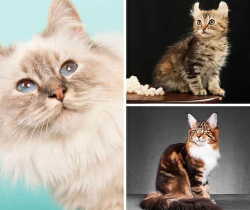 These 10 cat breeds are most like dogs in personality. Cr: Getty Images/Canva Pro