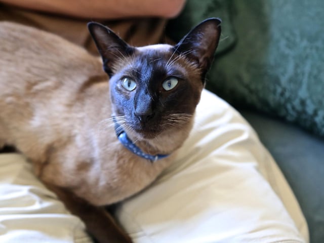 The Burmese breed is very engaged, while remaining full of energy. They tend to enjoy being socials and thrive with company.