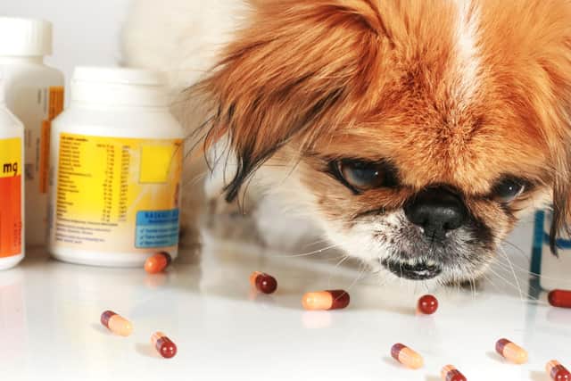 There's no need to rely on vitamin pills if your dog gets a properly balanced diet.