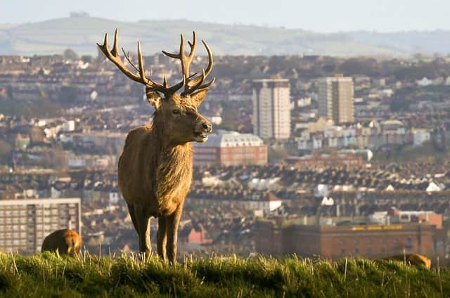 Are deer starting to get a taste for city living?