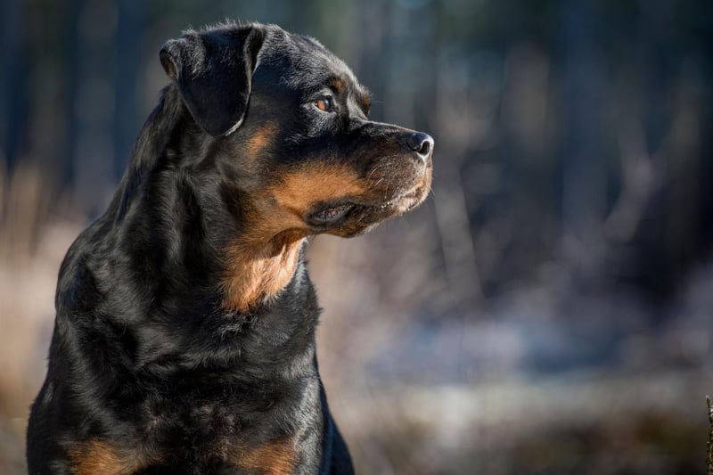 Rottweilers were used as messenger dogs during both World Wars, gaining a reputation for braving danger to deliver important communications. They may no longer be needed for this purpose, due to modern technology, but their devotion to their handlers still makes them a popular four-legged recruit.