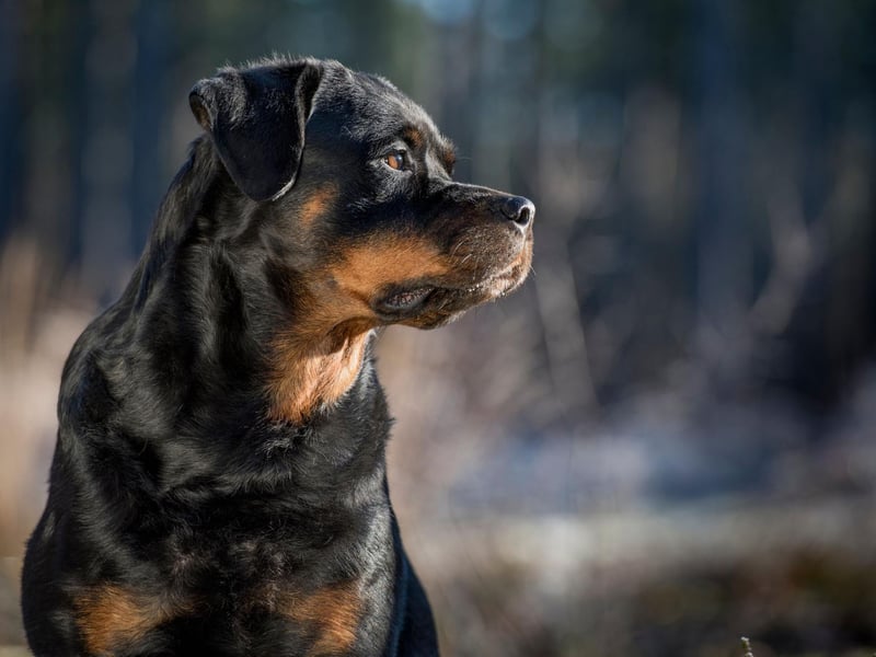 Rottweilers were used as messenger dogs during both World Wars, gaining a reputation for braving danger to deliver important communications. They may no longer be needed for this purpose, due to modern technology, but their devotion to their handlers still makes them a popular four-legged recruit.
