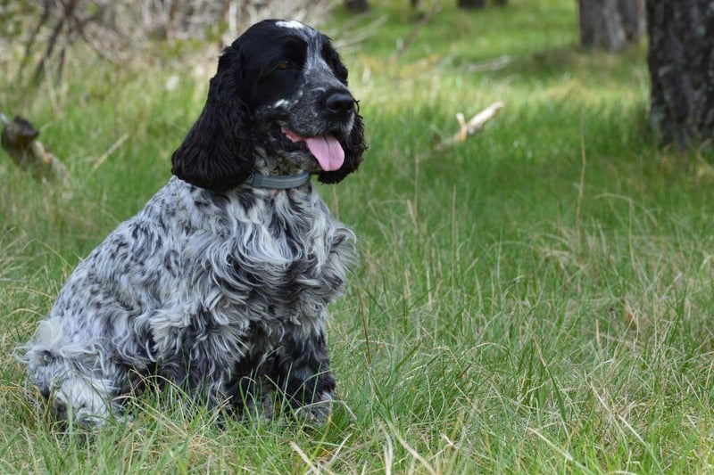 The English Cocker Spaniel is the 'original' Cocker Spaniel, with its American cousin created in the 20th century from differing breeding specifications in the US. The English breed has a wider and flatter head, eyes set wider apart, lower-hanging ears and thicker fur.