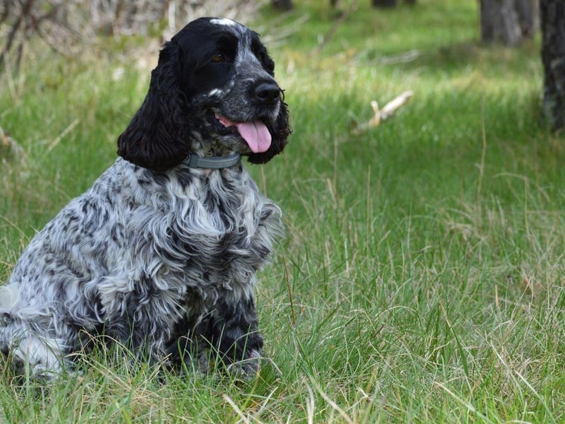The English Cocker Spaniel is the 'original' Cocker Spaniel, with its American cousin created in the 20th century from differing breeding specifications in the US. The English breed has a wider and flatter head, eyes set wider apart, lower-hanging ears and thicker fur.