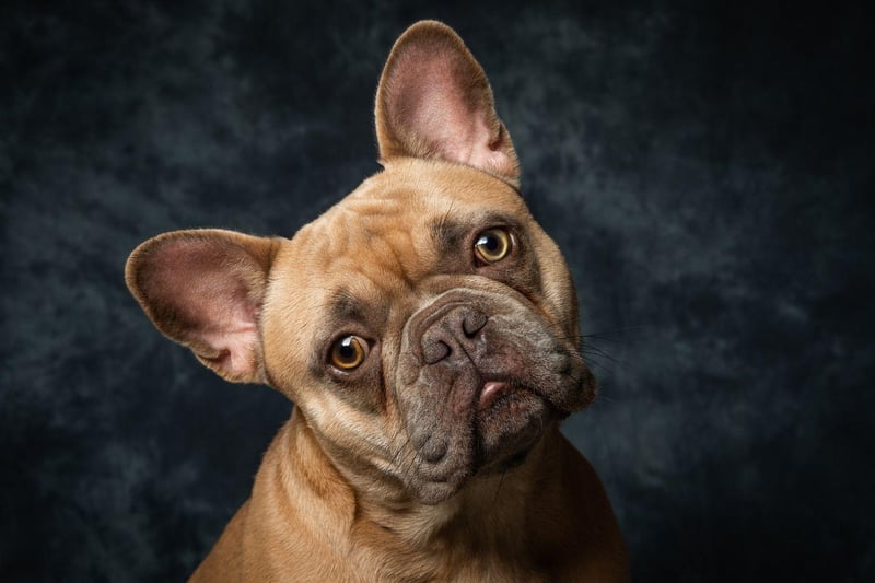 French Bulldogs are ranked a lowly 109th in Stanley Coren's groundbreaking academic work 'The Intelligence of Dogs'. There have been dogs who have bucked this trend though - the owners of a French Bulldog named Princess Jacqueline in the 1930s claimed their pet could 'speak' 20 different words.