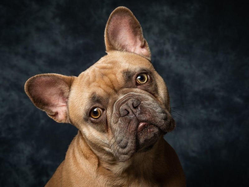 French Bulldogs are ranked a lowly 109th in Stanley Coren's groundbreaking academic work 'The Intelligence of Dogs'. There have been dogs who have bucked this trend though - the owners of a French Bulldog named Princess Jacqueline in the 1930s claimed their pet could 'speak' 20 different words.