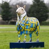 Doddie’s Sheep by Megan Reilly