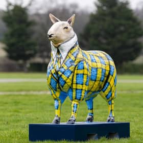 Doddie’s Sheep by Megan Reilly
