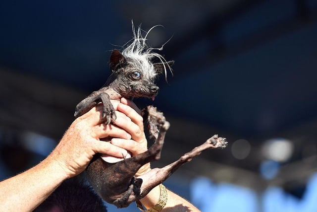 Sweepie Rambo, a Chinese Crested, is held up by owner Jason Wurtz on his way to winning the 2016 World's Ugliest Dog Competition.