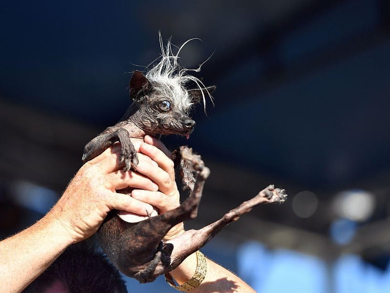 Sweepie Rambo, a Chinese Crested, is held up by owner Jason Wurtz on his way to winning the 2016 World's Ugliest Dog Competition.