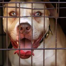 A pitbull seized during a raid targeting 'dangerous dogs' (Picture: Dominic Lipinski/PA)