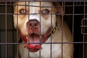 A pitbull seized during a raid targeting 'dangerous dogs' (Picture: Dominic Lipinski/PA)