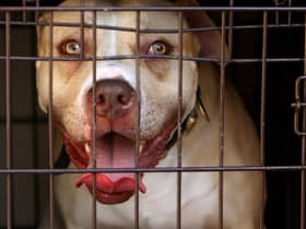 A pitbull seized during a raid targeting 'dangerous dogs' (Picture: Dominic Lipinski/PA)