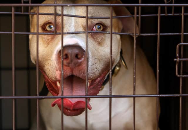 A pitbull seized during a raid targeting 'dangerous dogs' (Picture: Dominic Lipinski/PA)