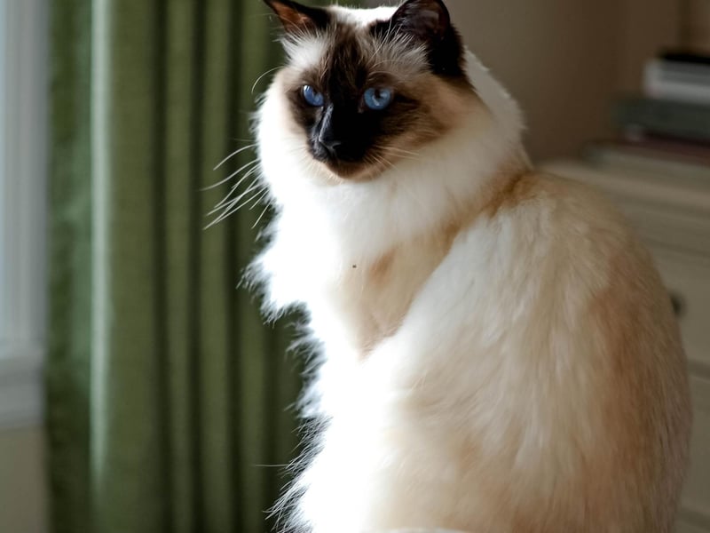 The Balinese-Javanese breed is one of the most intelligent breeds on the planet. They are huge extroverts and will love to communicate with their family and owners.