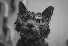 Jólakötturinn is part of a family of nightmarish characters from Icelandic Christmas folklore. Jólakötturinn is 'The Yule Cat', the feline pet of Grýla and her child eating sons 'The Yule Lads'. Jólakötturinn was not a cute little kitty but a large beast with whiskers that tore into skin like blades, fireball eyes and terrible claws that consumed any child who did not receive new clothes on Christmas Day. Charming.