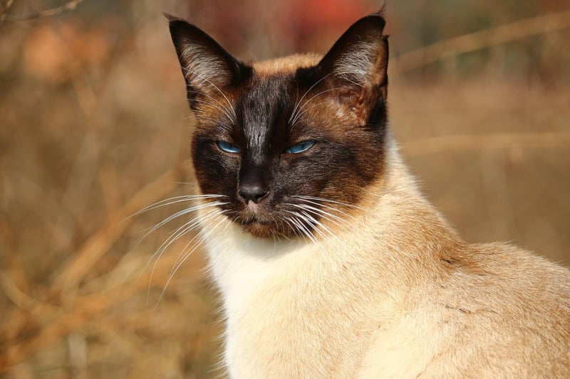 The vocal Siamese cat breed is also very clever and is a total people pleaser - so will love the extra attention that comes with learning new tricks.