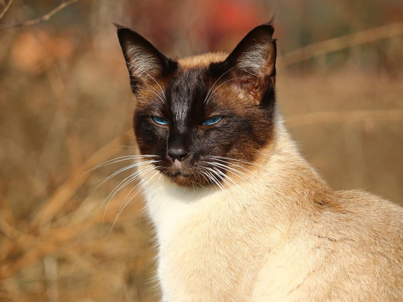 The vocal Siamese cat breed is also very clever and is a total people pleaser - so will love the extra attention that comes with learning new tricks.