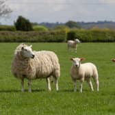 Scottish farmer devastated by virus warns a more deadly one is likely to hit Scotland soon 