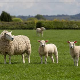 Scottish farmer devastated by virus warns a more deadly one is likely to hit Scotland soon 